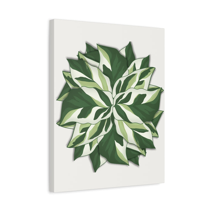 Calathea White Fusion Canvas Botanical Art Print On Stretched Cotton Canvas For Indoor Wall Decor