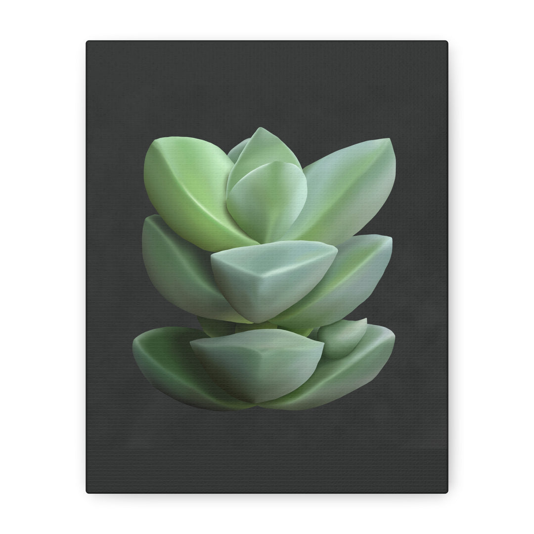 Crassula Canvas Print – Botanical Wall Art