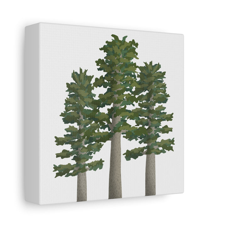 Sitka Spruce Canvas Print – Wall Art