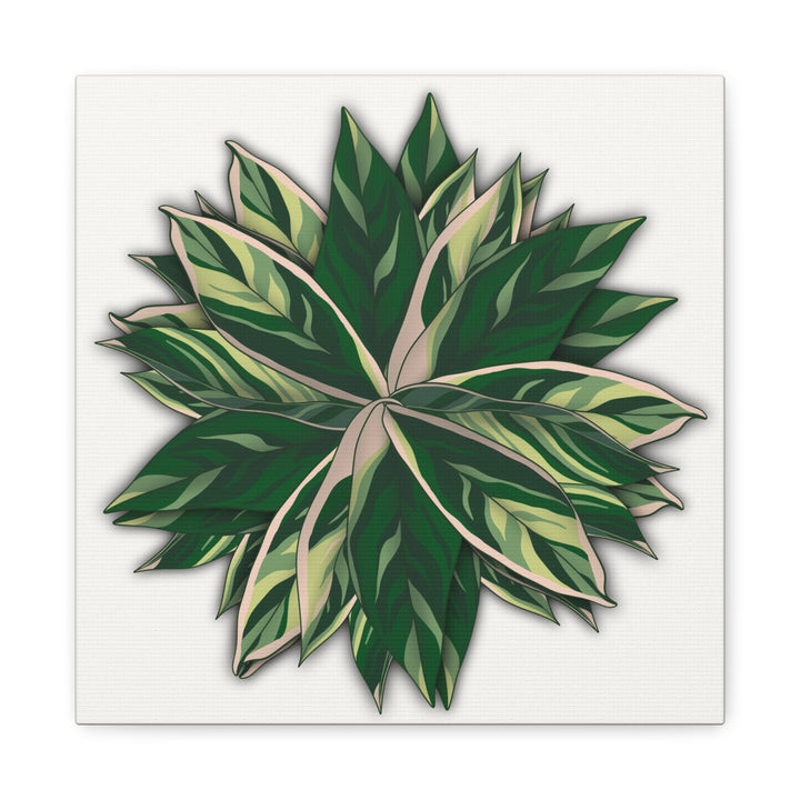 Stromanthe Triostar Canvas Wall Art Premium Matte Finish On Durable 1.25 Inch Frame For Vibrant Indoor Tropical Decor