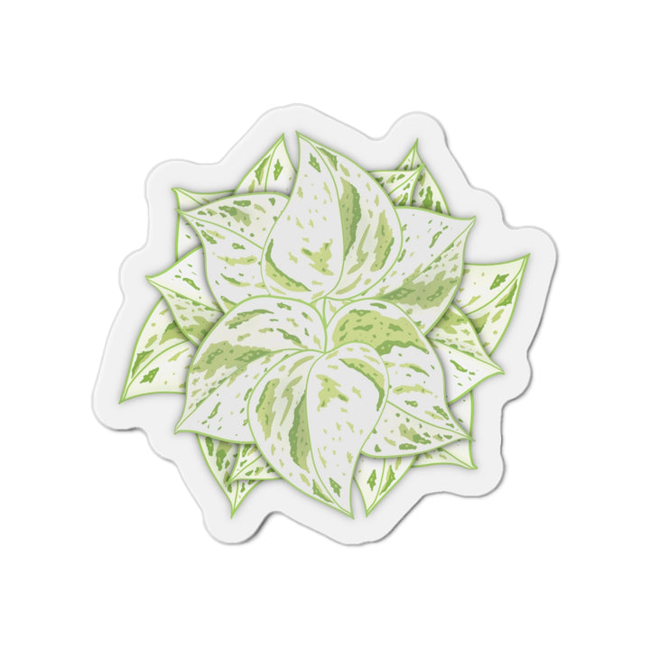 Snow Queen Pothos Magnet