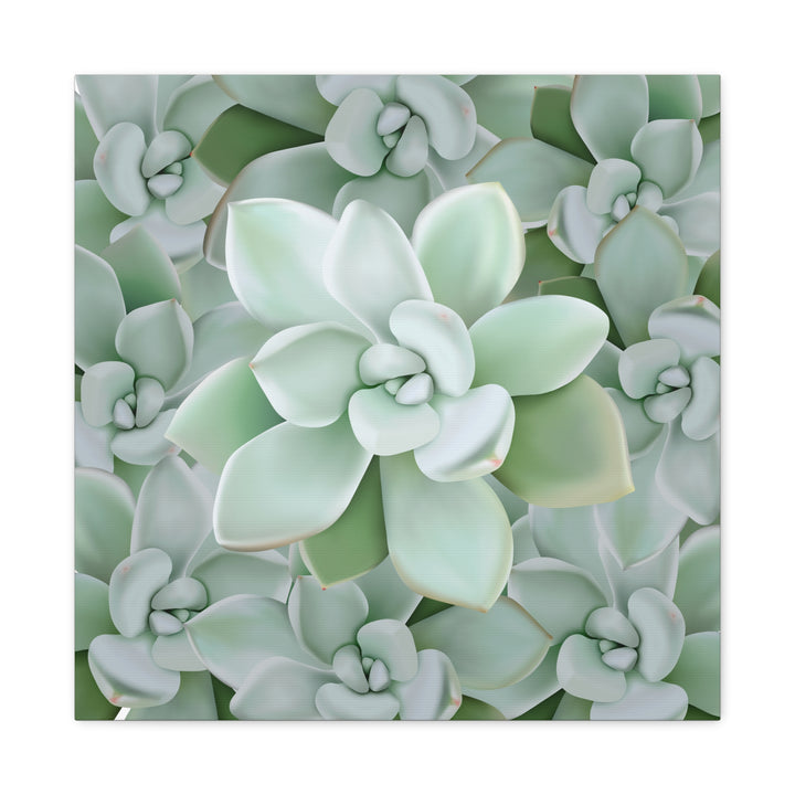 Pachyveria Haagei Succulent Pattern Canvas Art for Modern Home Decor 16x20 Matte Print