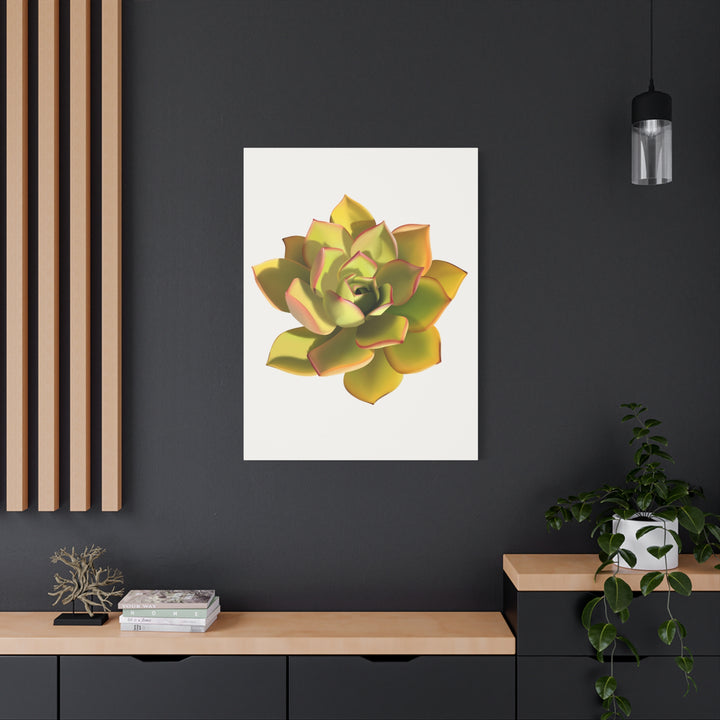 Noble Aeonium Succulent Canvas Wall Art Print for Modern Home Decor by The Potted Pixel