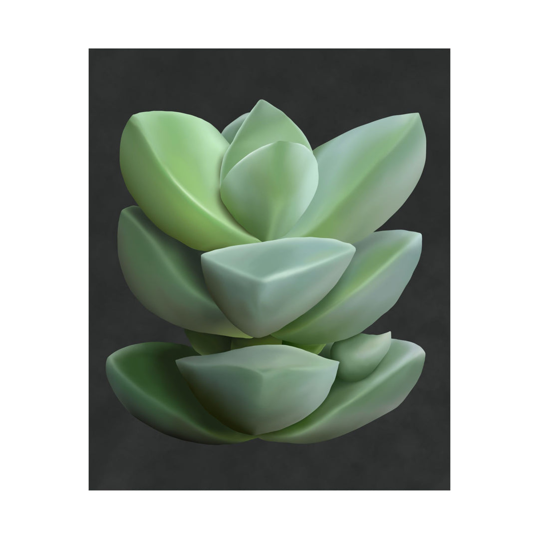 Crassula Botanical Print – Unframed Wall Art