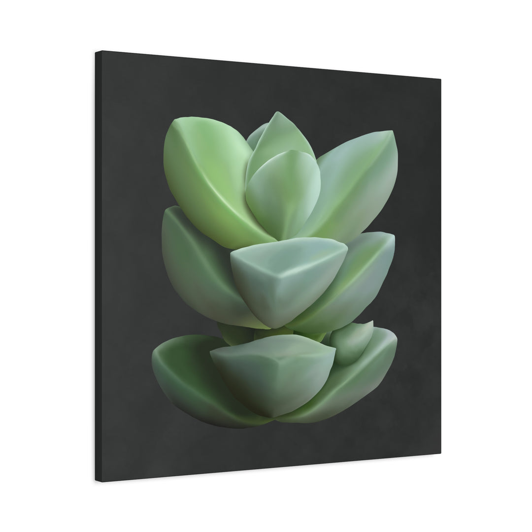 Crassula Canvas Print – Botanical Wall Art