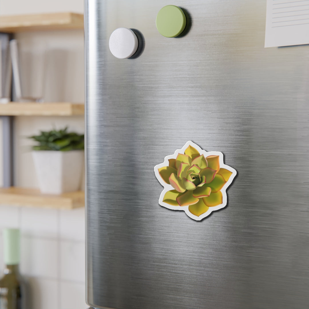 Noble Aeonium Succulent Magnet