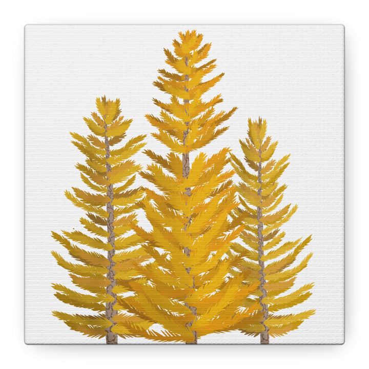 Western Larch Canvas Print – Wall Art