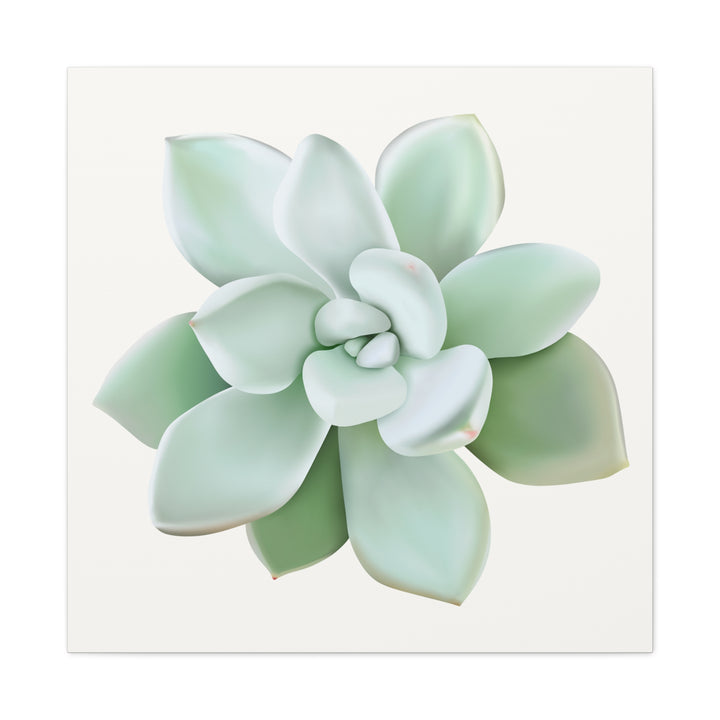 Succulent Canvas Art Pachyveria Haagei Print On Matte Finish Canvas Botanical Wall Decor