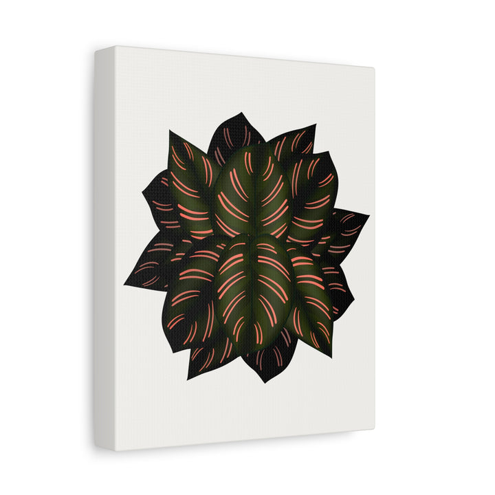 Calathea Pinstripe Canvas Botanical Wall Art Print On Stretched Cotton Canvas For Living Room Decor