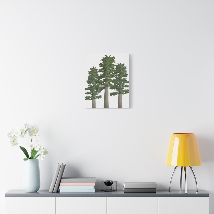 Sitka Spruce Canvas Print – Wall Art