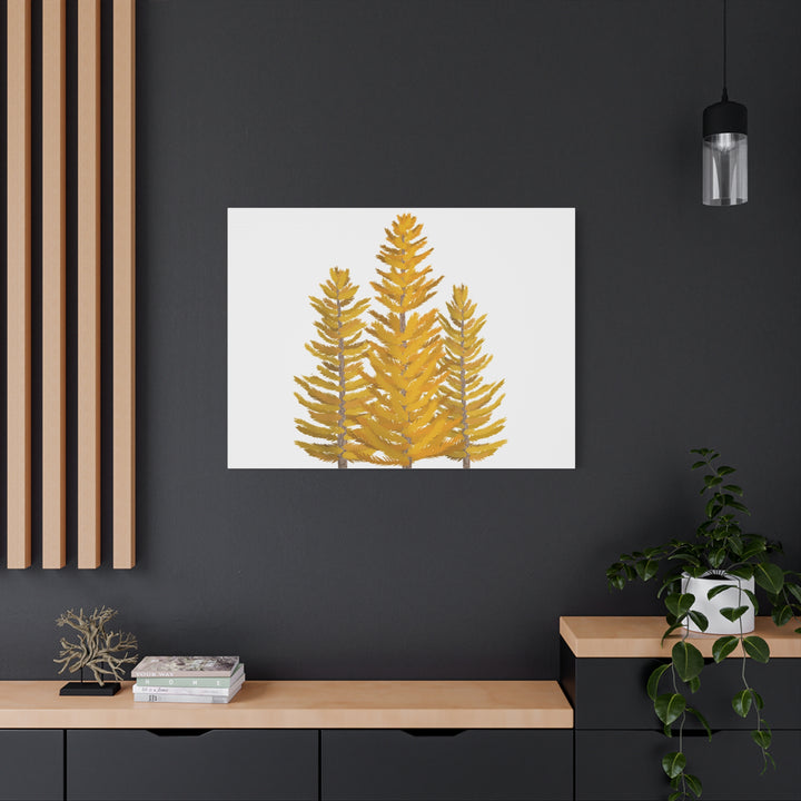Western Larch Canvas Print – Wall Art