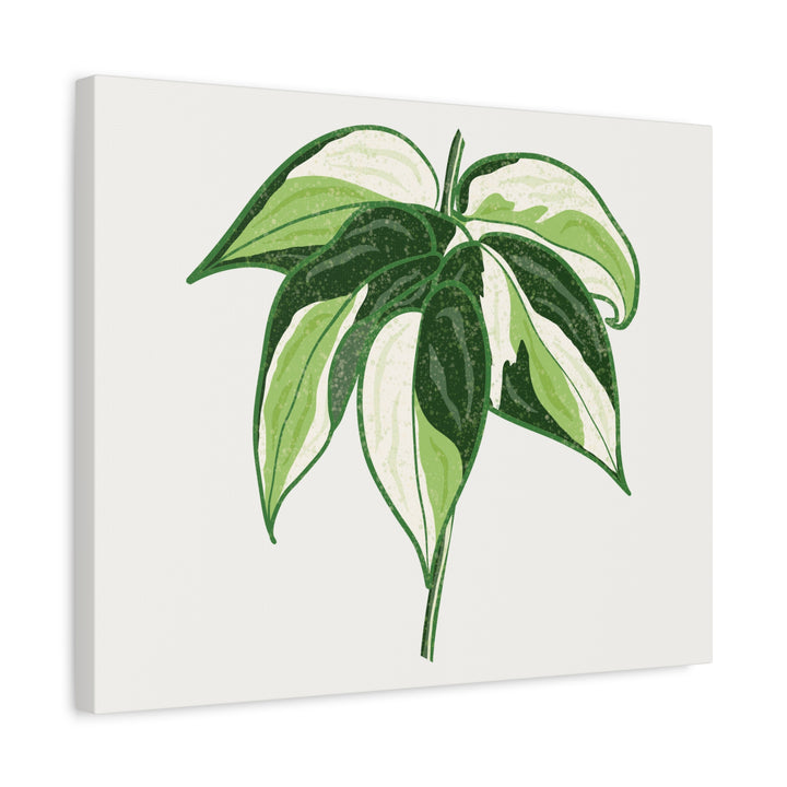 Philodendron Canvas Print Cream Splash Variegated Plant Art On Matte Cotton Canvas For Home Wall Decor