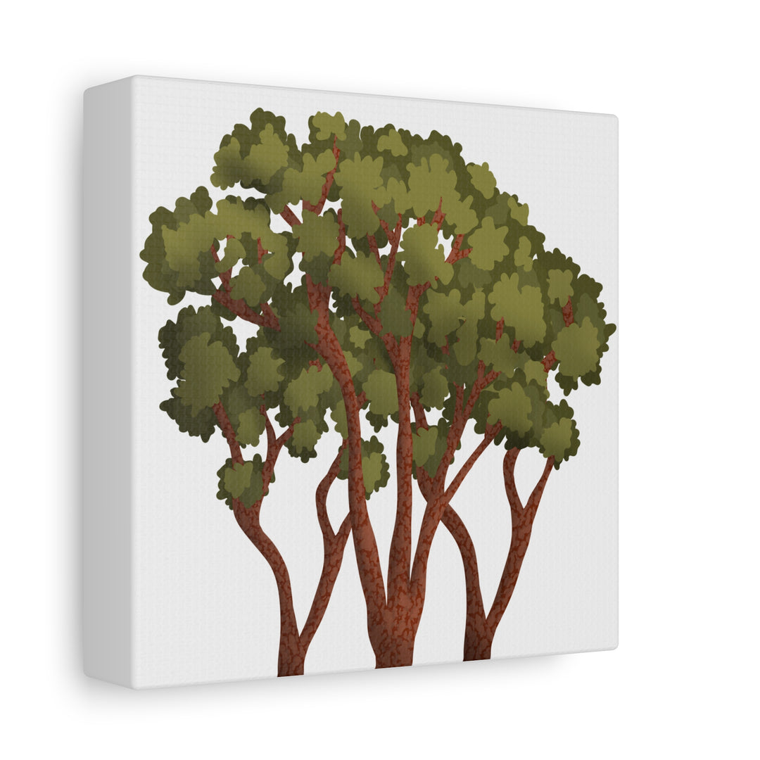Pacific Madrone Canvas Print – Wall Art