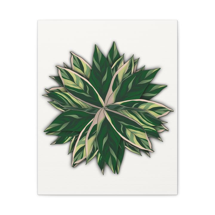 Stromanthe Triostar Canvas Wall Art Premium Matte Finish On Durable 1.25 Inch Frame For Vibrant Indoor Tropical Decor
