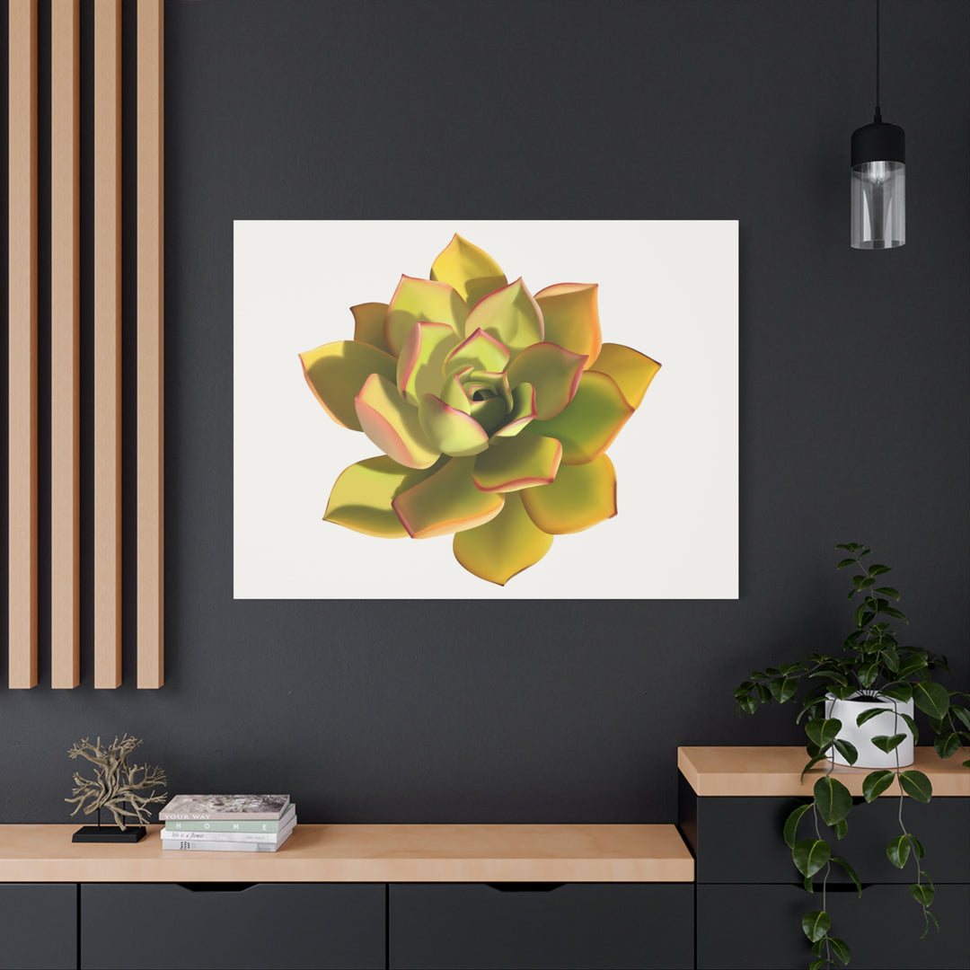 Noble Aeonium Succulent Canvas Wall Art Print for Modern Home Decor by The Potted Pixel