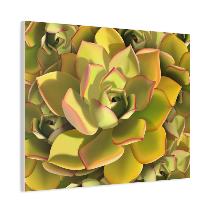 Succulent Canvas Art Vibrant Aeonium Print On Matte Canvas Wall Decor 12x18 Inches Indoor Home