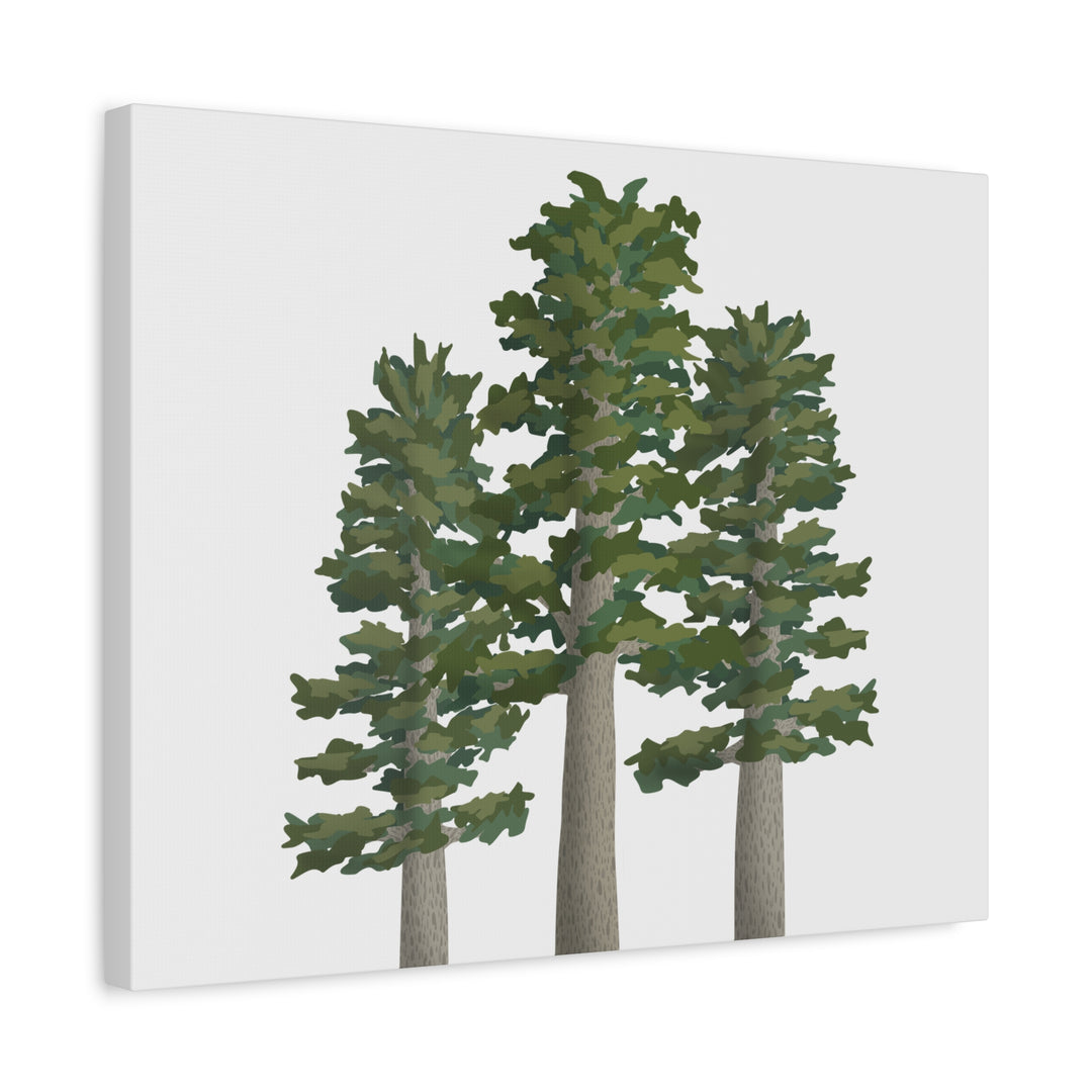 Sitka Spruce Canvas Print – Wall Art