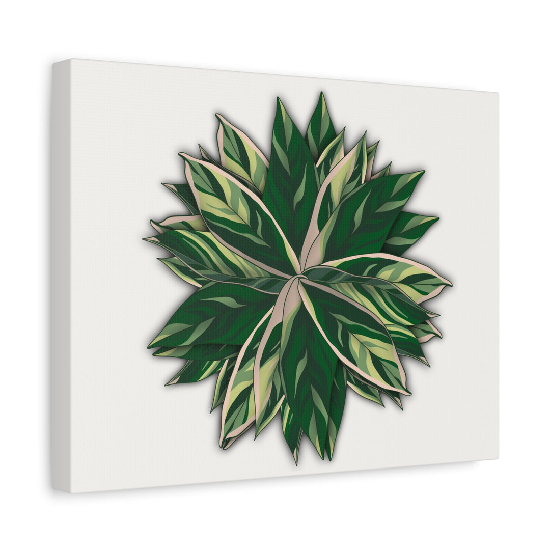 Stromanthe Triostar Canvas Wall Art Premium Matte Finish On Durable 1.25 Inch Frame For Vibrant Indoor Tropical Decor
