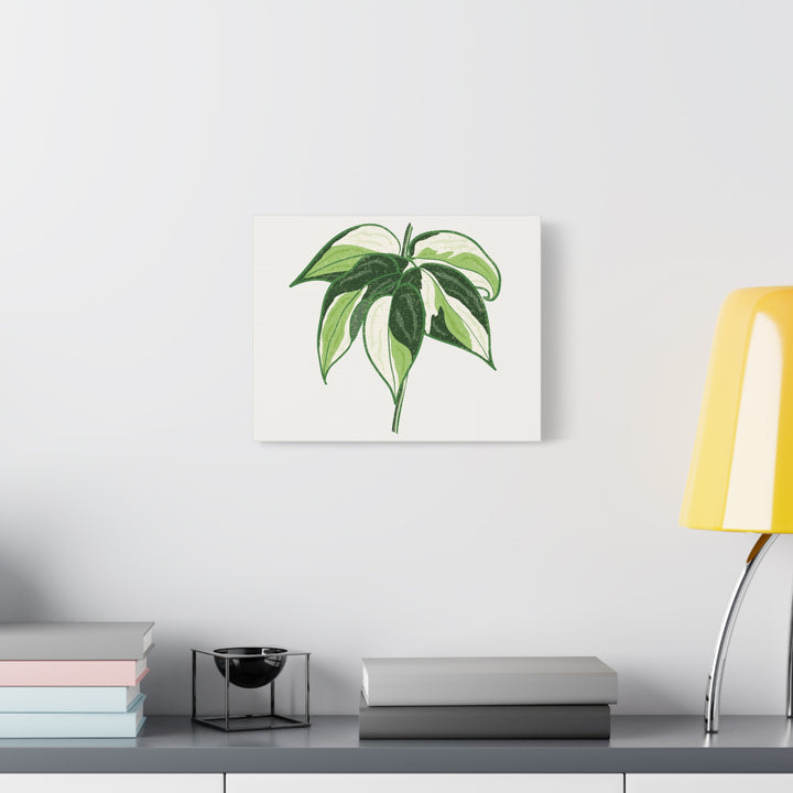 Philodendron Canvas Print Cream Splash Variegated Plant Art On Matte Cotton Canvas For Home Wall Decor