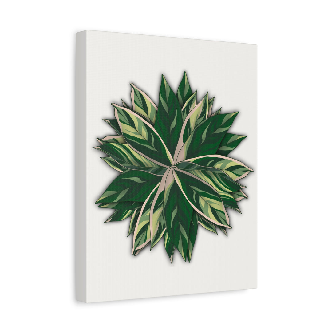 Stromanthe Triostar Canvas Wall Art Premium Matte Finish On Durable 1.25 Inch Frame For Vibrant Indoor Tropical Decor