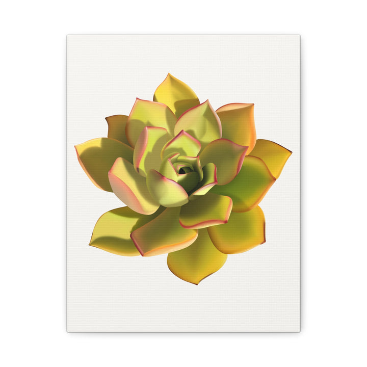Noble Aeonium Succulent Canvas Wall Art Print for Modern Home Decor by The Potted Pixel