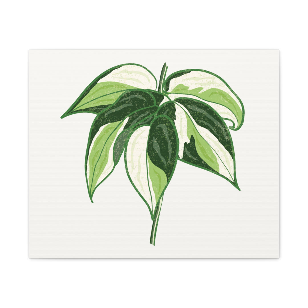Philodendron Canvas Print Cream Splash Variegated Plant Art On Matte Cotton Canvas For Home Wall Decor