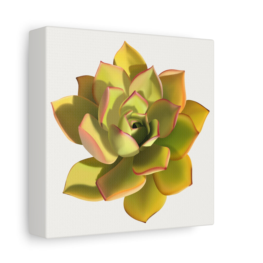 Noble Aeonium Succulent Canvas Wall Art Print for Modern Home Decor by The Potted Pixel