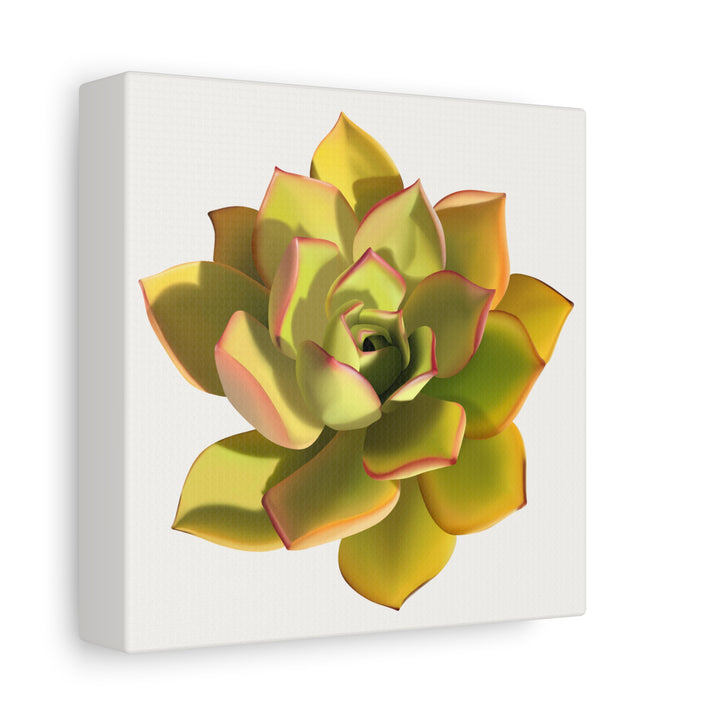 Noble Aeonium Succulent Canvas Wall Art Print for Modern Home Decor by The Potted Pixel