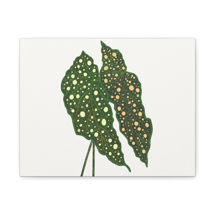 Begonia Maculata Canvas Premium Botanical Wall Art Print On Cotton Canvas With Matte Finish For Indoor Decor