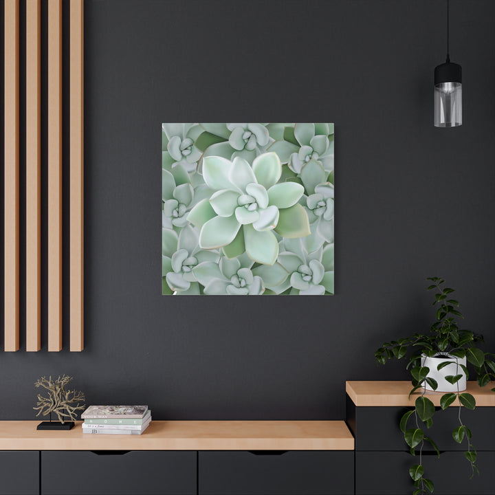 Pachyveria Haagei Succulent Pattern Canvas Art for Modern Home Decor 16x20 Matte Print