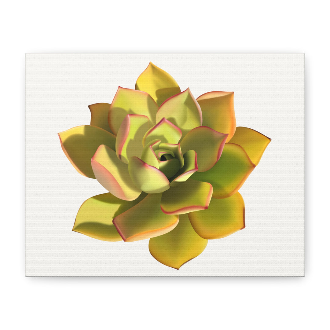 Noble Aeonium Succulent Canvas Wall Art Print for Modern Home Decor by The Potted Pixel