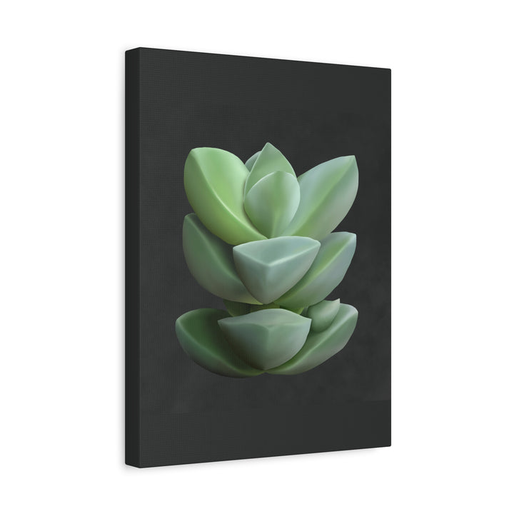 Crassula Canvas Print – Botanical Wall Art