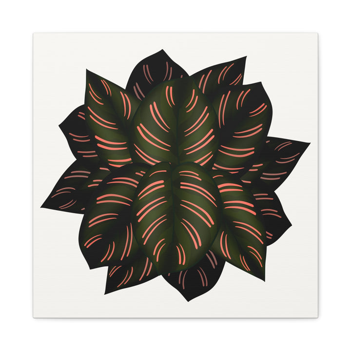 Calathea Pinstripe Canvas Botanical Wall Art Print On Stretched Cotton Canvas For Living Room Decor