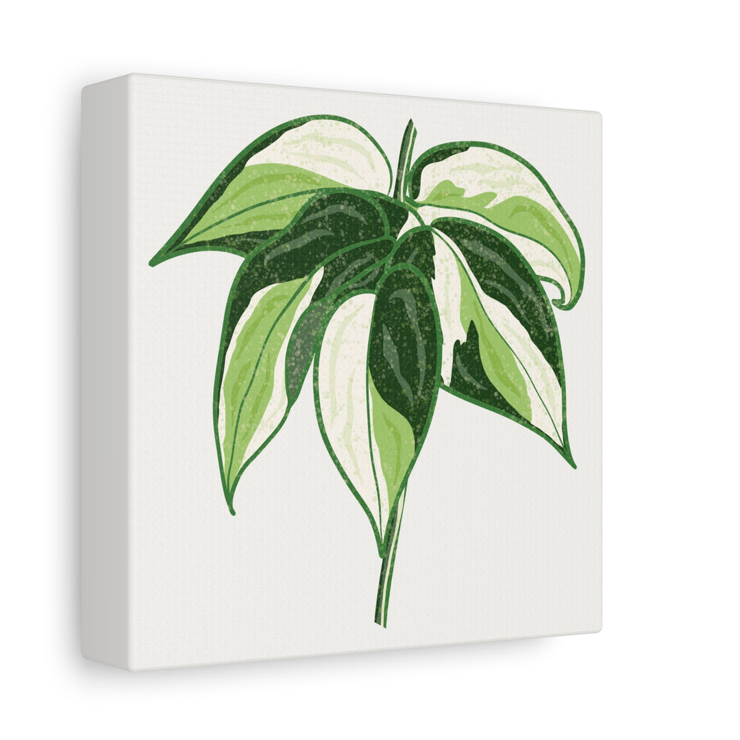 Philodendron Canvas Print Cream Splash Variegated Plant Art On Matte Cotton Canvas For Home Wall Decor