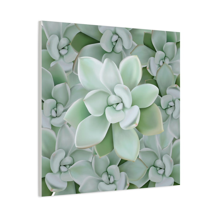 Pachyveria Haagei Succulent Pattern Canvas Art for Modern Home Decor 16x20 Matte Print