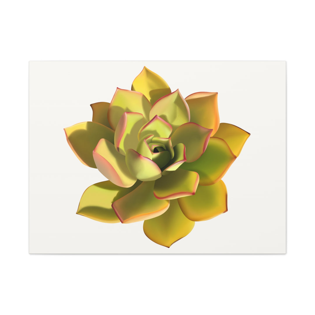 Noble Aeonium Succulent Canvas Wall Art Print for Modern Home Decor by The Potted Pixel