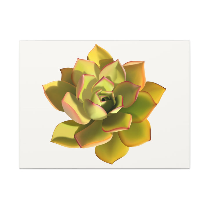 Noble Aeonium Succulent Canvas Wall Art Print for Modern Home Decor by The Potted Pixel