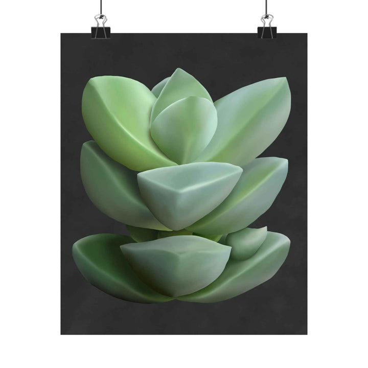Crassula Botanical Print – Unframed Wall Art