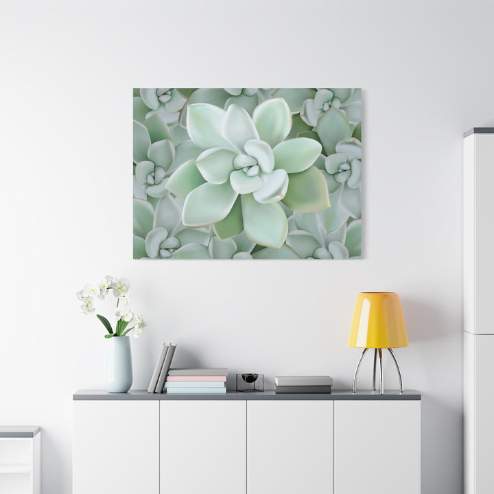 Pachyveria Haagei Succulent Pattern Canvas Art for Modern Home Decor 16x20 Matte Print