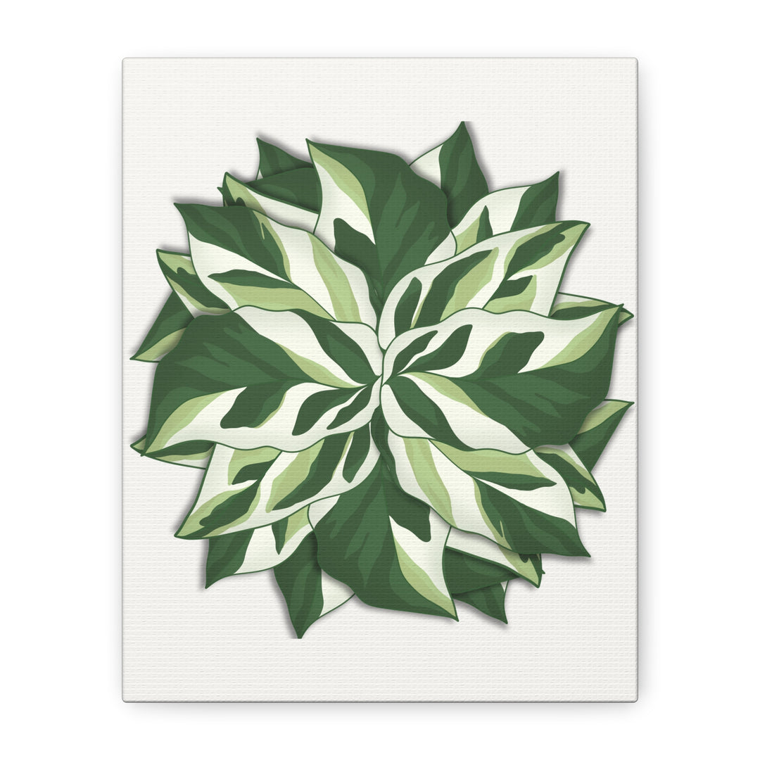 Calathea White Fusion Canvas Botanical Art Print On Stretched Cotton Canvas For Indoor Wall Decor