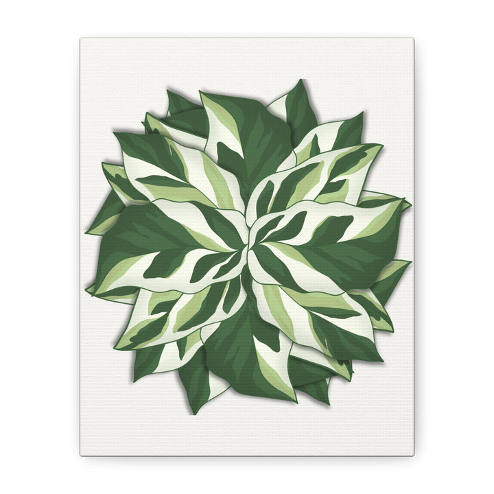 Calathea White Fusion Canvas Botanical Art Print On Stretched Cotton Canvas For Indoor Wall Decor