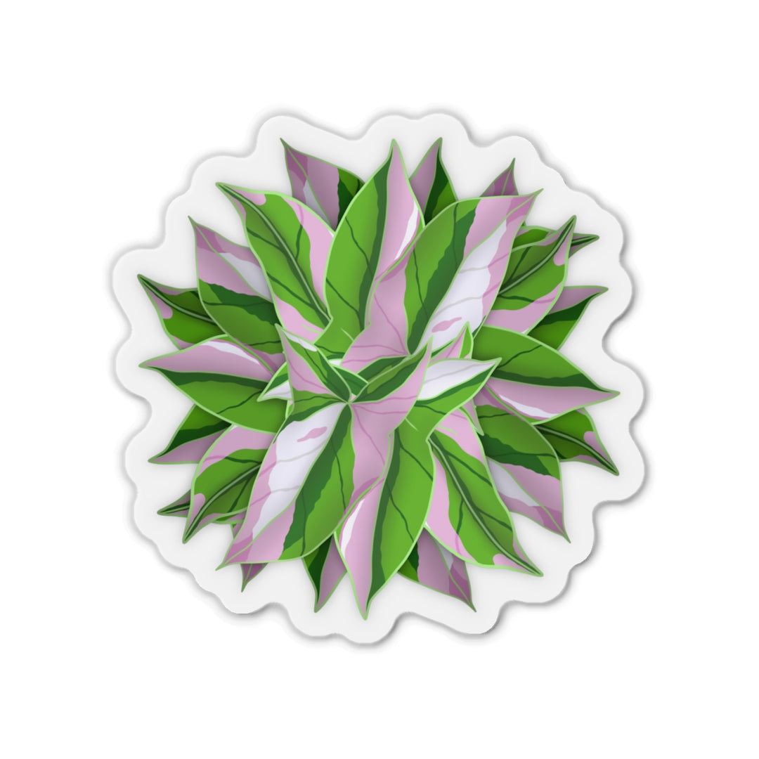 Syngonium Tricolor Magnet