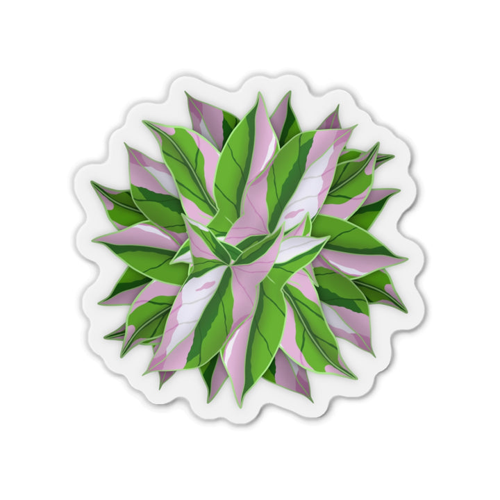 Syngonium Tricolor Magnet