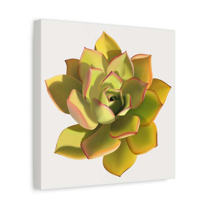 Noble Aeonium Succulent Canvas Wall Art Print for Modern Home Decor by The Potted Pixel