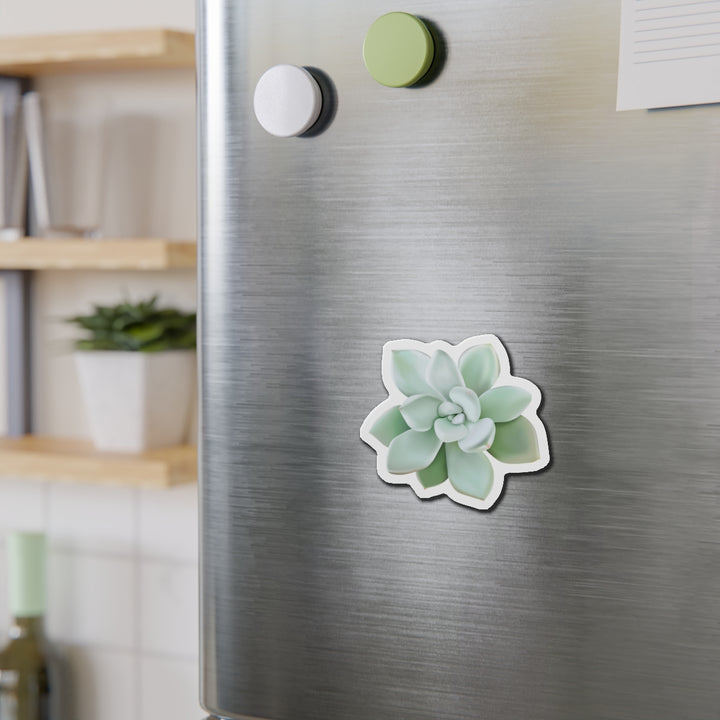 Pachyveria Haagei Succulent Magnet