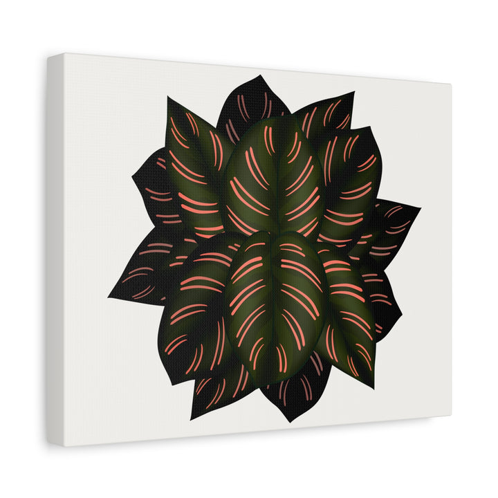 Calathea Pinstripe Canvas Botanical Wall Art Print On Stretched Cotton Canvas For Living Room Decor