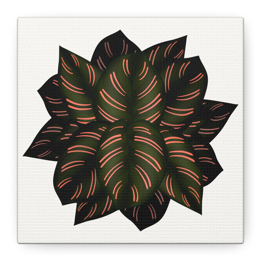 Calathea Pinstripe Canvas Botanical Wall Art Print On Stretched Cotton Canvas For Living Room Decor