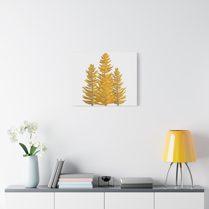 Western Larch Canvas Print – Wall Art