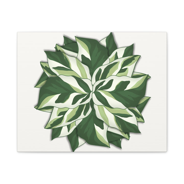 Calathea White Fusion Canvas Botanical Art Print On Stretched Cotton Canvas For Indoor Wall Decor