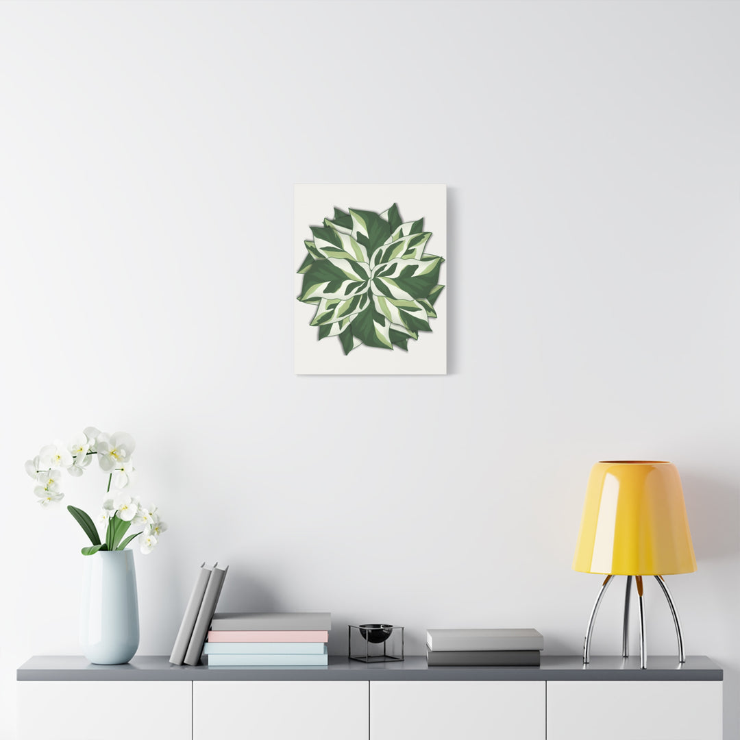 Calathea White Fusion Canvas Botanical Art Print On Stretched Cotton Canvas For Indoor Wall Decor